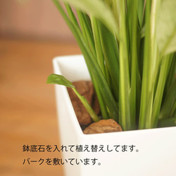 【観葉植物】涼しげな印象　斑入りスパティフィラム（５号鉢）とってもおしゃれです 5枚目の画像