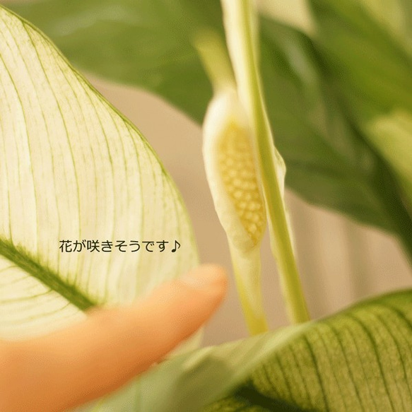 【観葉植物】涼しげな印象　斑入りスパティフィラム（５号鉢）とってもおしゃれです 6枚目の画像