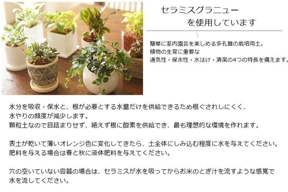 【観葉植物】ハンギング　シュガーバイン♡セラミス使用 6枚目の画像