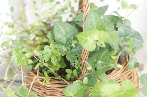 【観葉植物】アイビーとワイヤープランツとシュガーバインの寄せ植え♪バスケット 4枚目の画像