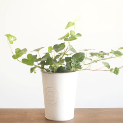 【観葉植物】ハートのアイビー（サーク）♡ブリキの花器にセラミスで植えました♡すごく育てやすいです。 3枚目の画像