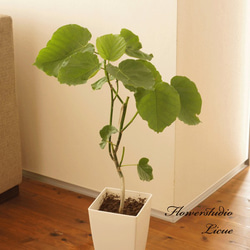 【観葉植物】ウンベラータ（５号鉢）植え替え済みです。オシャレで、育てやすく、お祝いにも人気です。（再販） 1枚目の画像