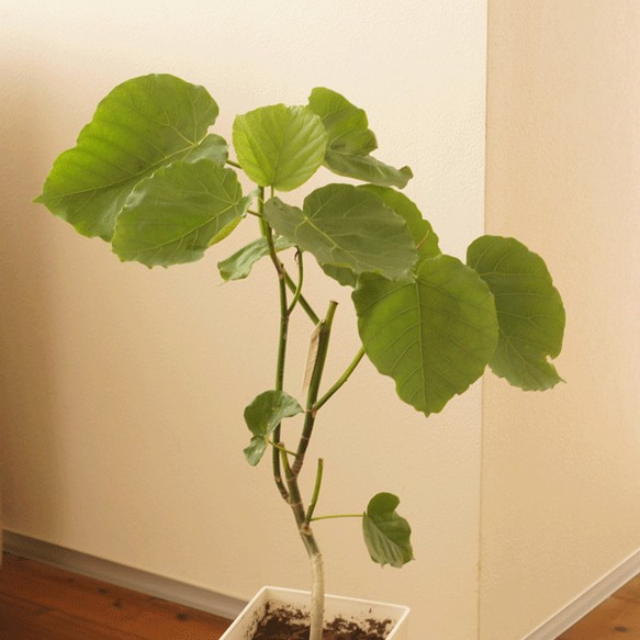 【観葉植物】ウンベラータ（５号鉢）植え替え済みです。オシャレで、育てやすく、お祝いにも人気です。（再販） 2枚目の画像