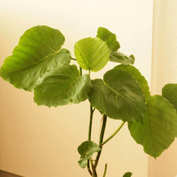 【観葉植物】ウンベラータ（５号鉢）植え替え済みです。オシャレで、育てやすく、お祝いにも人気です。（再販） 3枚目の画像