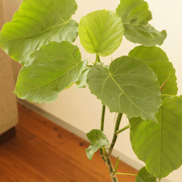 【観葉植物】ウンベラータ（５号鉢）植え替え済みです。オシャレで、育てやすく、お祝いにも人気です。（再販） 4枚目の画像