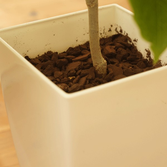 【観葉植物】ウンベラータ（５号鉢）植え替え済みです。オシャレで、育てやすく、お祝いにも人気です。（再販） 5枚目の画像
