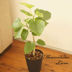 【観葉植物】ウンベラータ（5号鉢）オシャレで、育てやすく、お祝いにも人気です。 1枚目の画像
