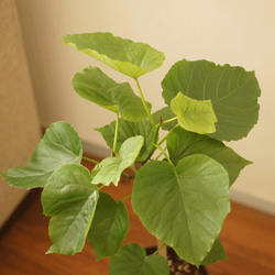 【観葉植物】ウンベラータ（5号鉢）オシャレで、育てやすく、お祝いにも人気です。 2枚目の画像