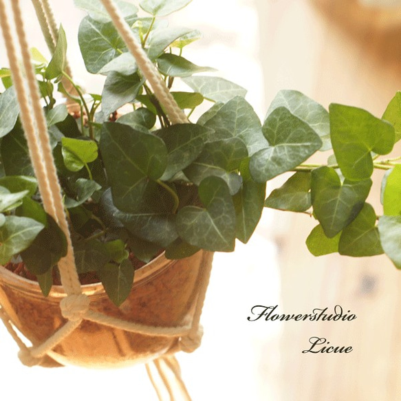 【観葉植物】ハンギング　マクラメ　ハートのアイビー♡セラミス使用♡花言葉は『永遠の愛』 4枚目の画像