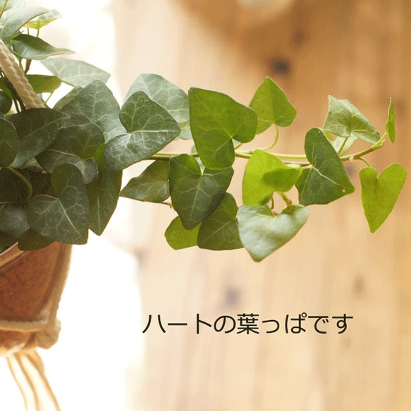 【観葉植物】ハンギング　マクラメ　ハートのアイビー♡セラミス使用♡花言葉は『永遠の愛』 5枚目の画像