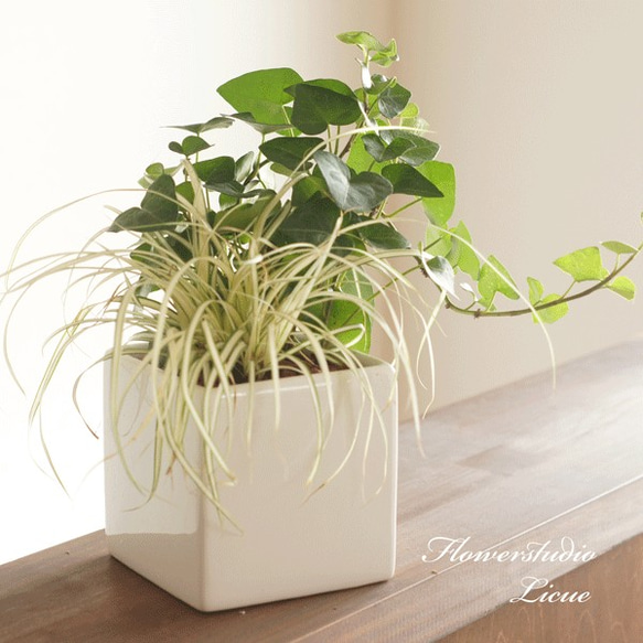 【観葉植物】ハートのアイビーとカレックスの寄せ植え♡セラミス使用♡白花器 1枚目の画像