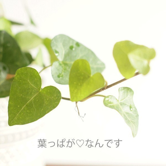 【観葉植物】ハートのアイビーとカレックスの寄せ植え♡セラミス使用♡白花器 4枚目の画像