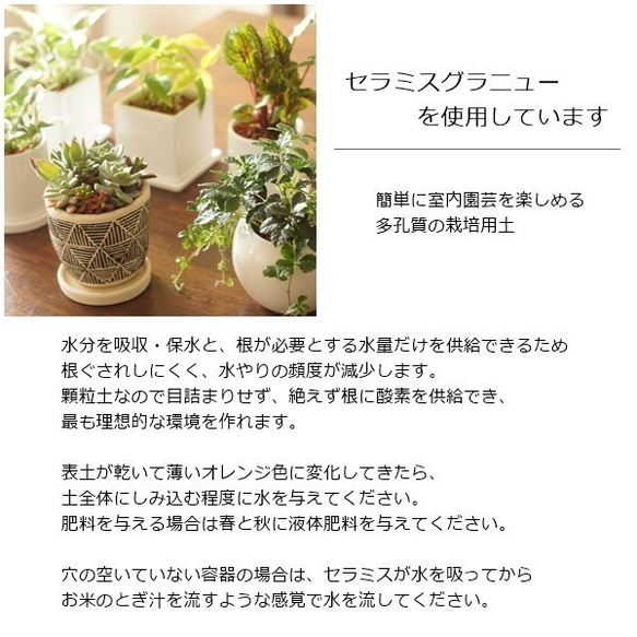 【観葉植物】ハートのアイビーとカレックスの寄せ植え♡セラミス使用♡白花器 5枚目の画像