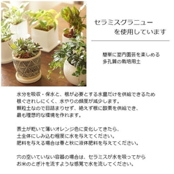 【観葉植物】ペペロミアアングラータ♡セラミス使用♡シンプルな花器です 4枚目の画像