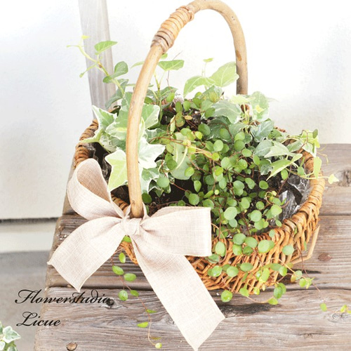 木製バスケットと造花のアイビー 観葉植物】アイビーとワイヤープランツの寄せ植え♪バスケット 多肉