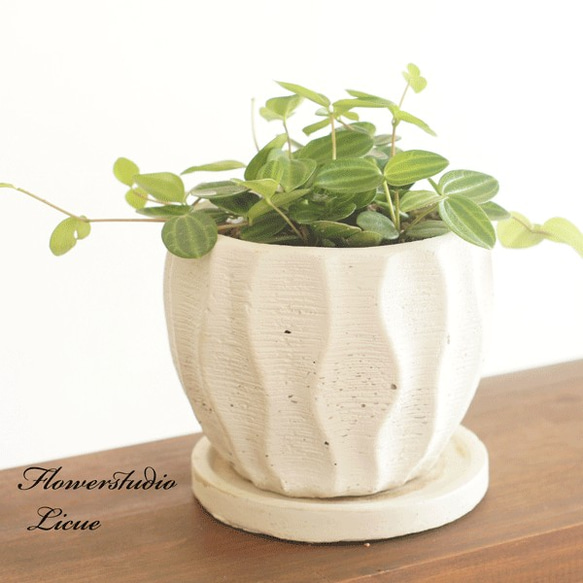 【観葉植物】ペペロミアアングラータ♡セラミス使用♡オシャレな陶器鉢♡ 1枚目の画像