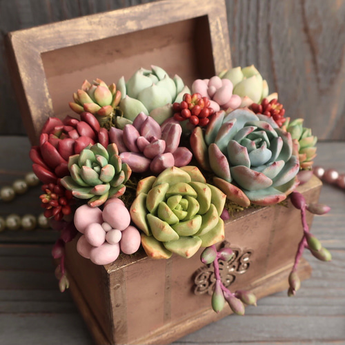 多肉植物　寄せ植え　宝箱 部屋や庭のアクセントに！宝箱を使って多肉植物の寄せ植えを作りました