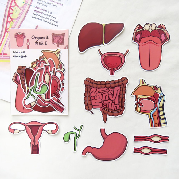 器官 內臟貼紙組 (II) / 10個入 / 子宮 大小腸 膀胱 舌頭 肝臟 第2張的照片