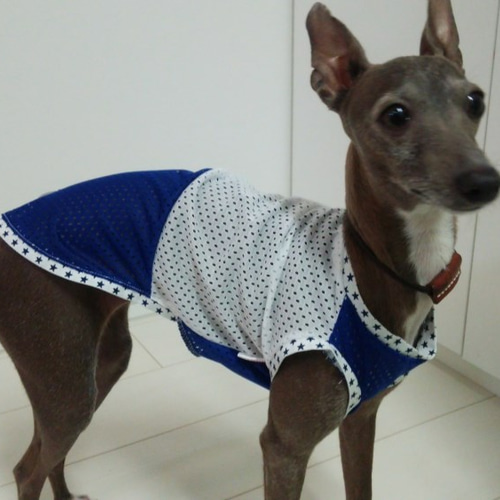 イタグレ(イタリアングレーハウンド)用メッシュタンクトップ/青