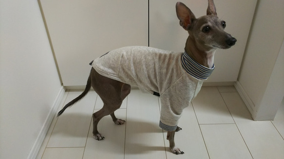 イタグレ（イタリアングレーハウンド）用 薄めのトレーナー（ブルー