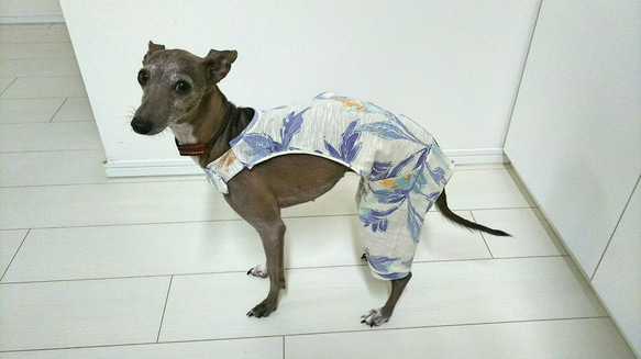 イタグレ（イタリアングレーハウンド）用 サロペット・パンツ