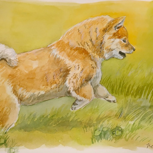 水彩画 柴犬 絵画 reici 通販 5028418｜Creema(クリーマ)