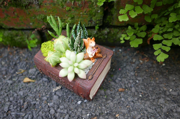 小松鼠的花花書界－黏土仙肉組盆 第2張的照片