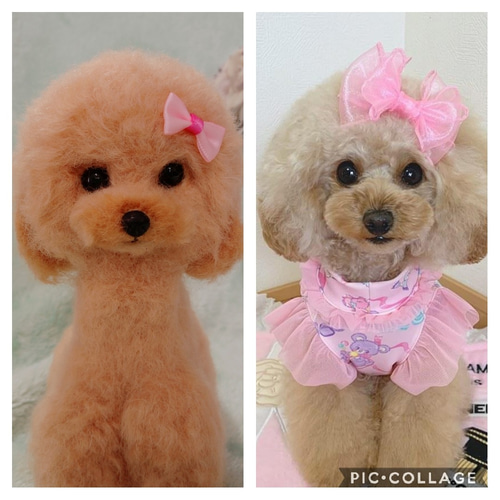 うちのこ風 羊毛フェルト 人形 ［15～20cm］ペットちゃん オーダー 