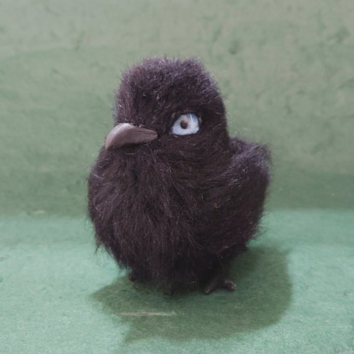 八咫烏のひな 白変種八咫烏の雛 緑