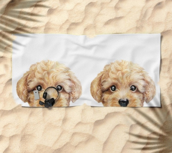 沙灘巾，超大號 - 完美沙灘巾，玩具貴賓犬，米色 第1張的照片
