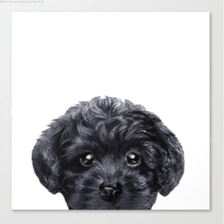 玩具貴賓犬，黑色，複製品，帆布印花 第1張的照片