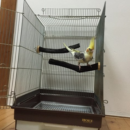 備長炭止まり木 オカメインコサイズ 3本セット 送料込み 備長炭止まり木 オカメインコサイズ 3本セット 送料込み