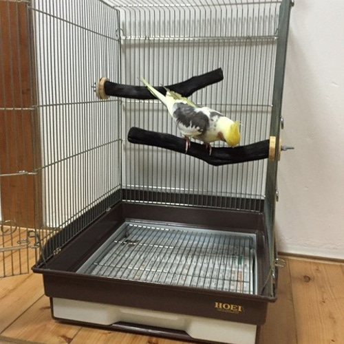 備長炭止まり木 オカメインコサイズ 3本セット 送料込み 備長炭止まり木 オカメインコサイズ 3本セット 送料込み