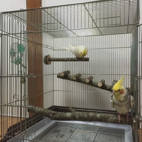 オカメインコサイズ 止まり木3本セット ゆうパック発送 送料込み