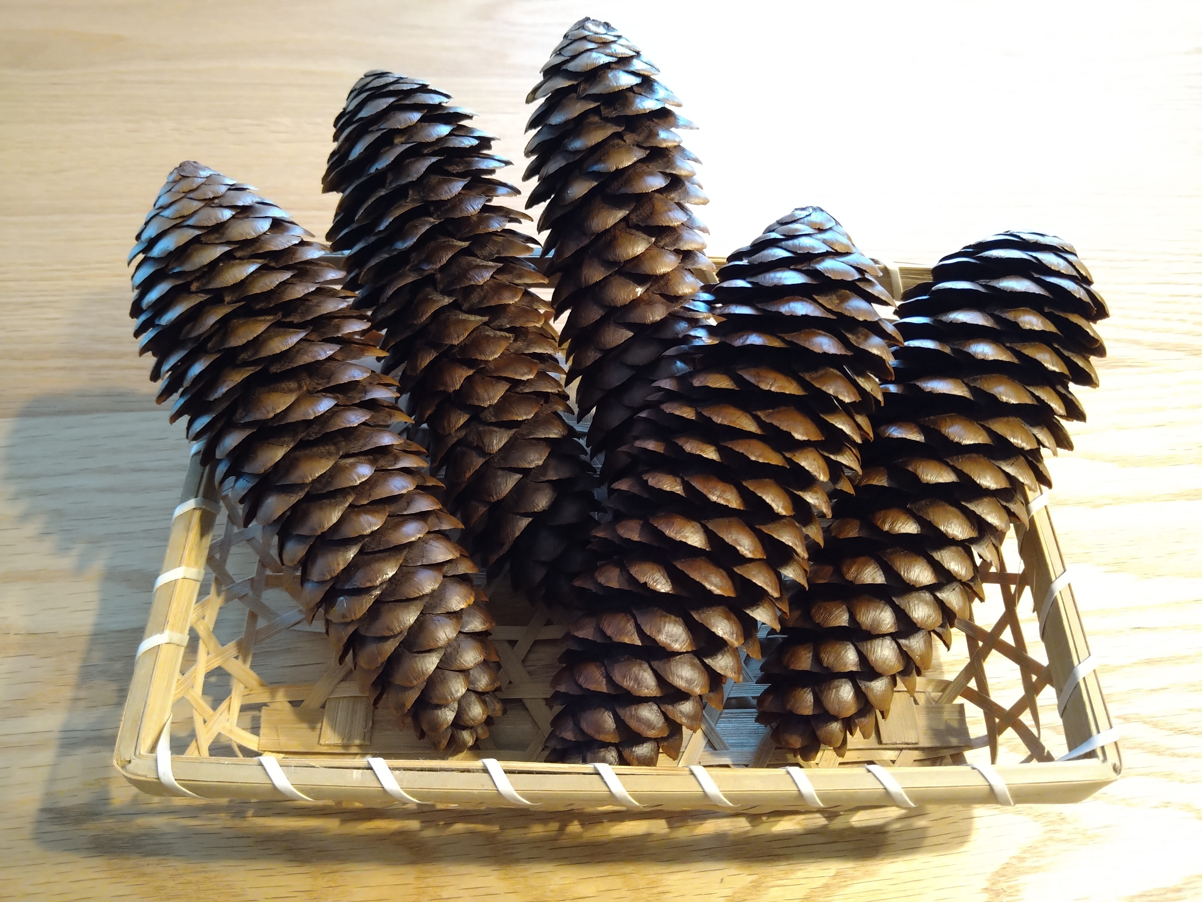 ☆ドイツトウヒ☆巨大松ぼっくり大量100個☆結婚式リース