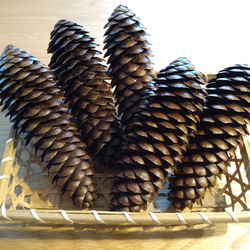大きな松ぼっくり （ドイツトウヒ） 5~6こセット その他素材 Wreath