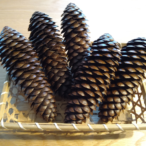 大きな松ぼっくり （ドイツトウヒ） 5~6こセット その他素材 Wreath