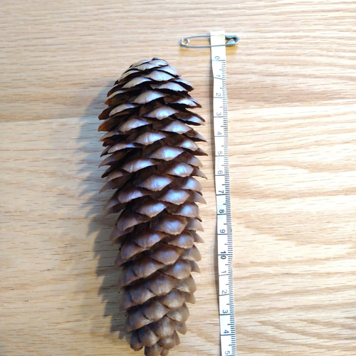 大きな松ぼっくり （ドイツトウヒ） 5~6こセット その他素材 Wreath