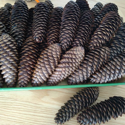 大きな松ぼっくり （ドイツトウヒ） 5~6こセット その他素材 Wreath