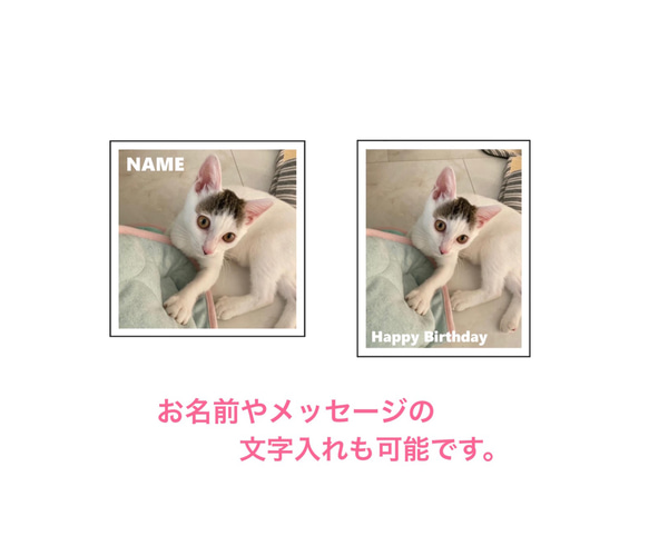 写真風マグネットシート6枚セット/新商品！ 5枚目の画像