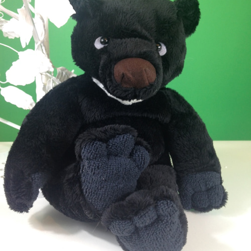 ツキノ輪クマ魔除け.災難除け.胆 ツキノワグマの牙2本 熊の牙 月の輪熊 魔除け 災難除け 熊牙