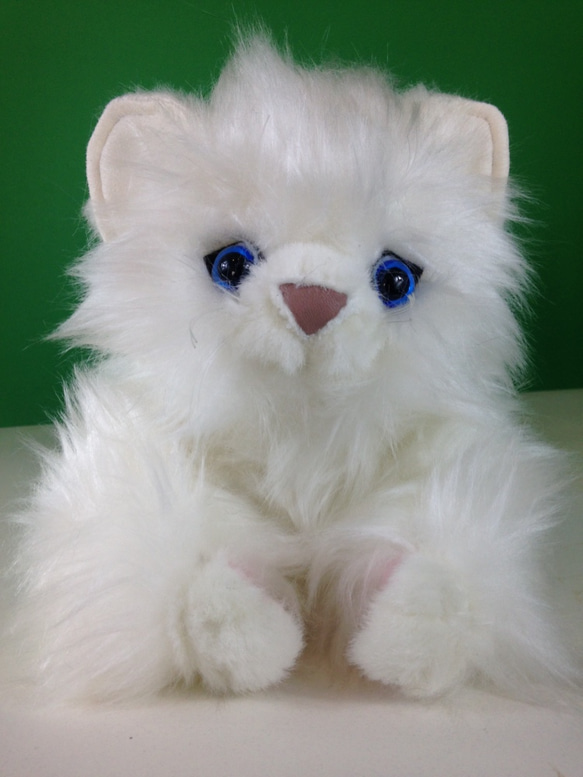 チンチラ（毛長な白猫） 1枚目の画像