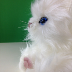 チンチラ（毛長な白猫） 4枚目の画像