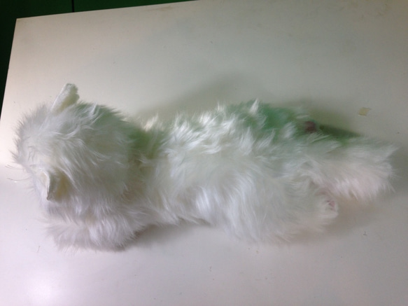 チンチラ（毛長な白猫） 9枚目の画像