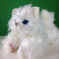 チンチラ（毛長な白猫） 10枚目の画像