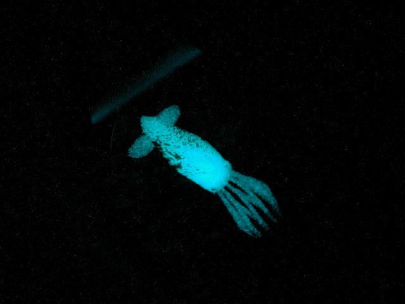 月夜のホタルイカ とんぼ玉 ガラス ネックレス No787 2枚目の画像