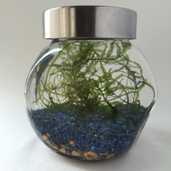 ボトルアクアリウム200ml 水草セット 青色 2枚目の画像