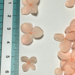 小さめ花びらピーチの紫陽花ヘッド 2枚目の画像