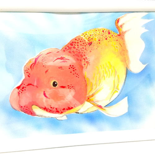 かわいい手描き原画壁掛けアート☆らんちゅう☆A4サイズ 絵画 まゆげ