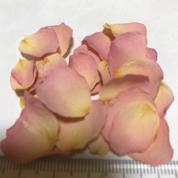 薔薇 ピンク② ドライフラワー 1枚目の画像